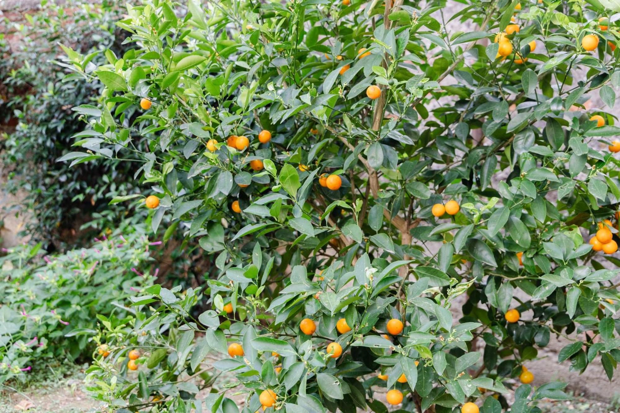 Au Jardin De Florencia Exterior foto